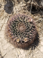 Mammillaria meiacantha