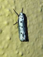 Ethmia terminella