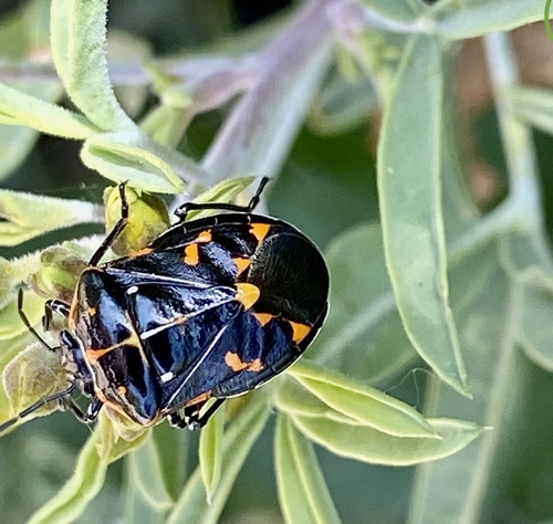 iNaturalist observation photo of Harlequin Bug