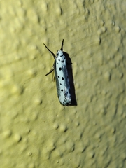 Ethmia terminella