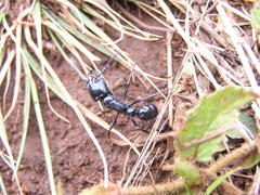 Plectroctena mandibularis