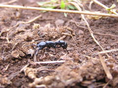 Plectroctena mandibularis