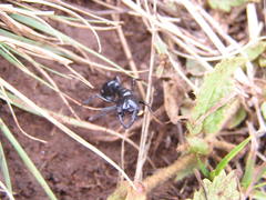 Plectroctena mandibularis