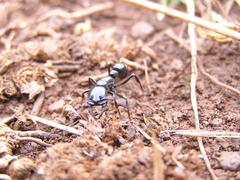 Plectroctena mandibularis