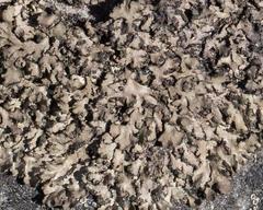 Phaeophyscia sciastra