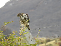 Accipiter chilensis