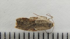 Acleris maccana