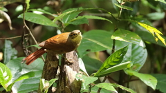 Anabacerthia variegaticeps