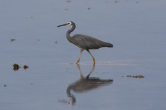 Egretta novaehollandiae