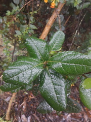 Citharexylum sulcatum