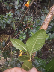 Citharexylum sulcatum