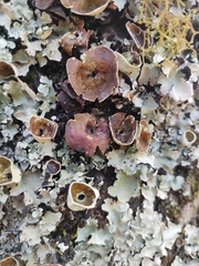 Parmotrema reparatum