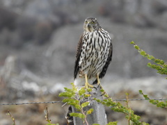 Accipiter chilensis