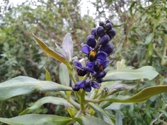 Monnina cestrifolia