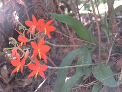 Prosthechea vitellina