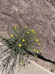 Heterotheca arizonica