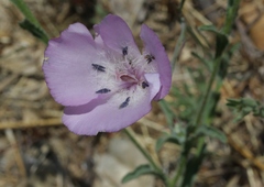 Calochortus splendens