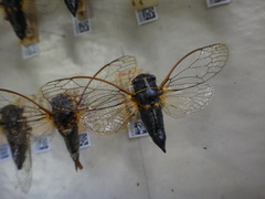 Platypedia putnami keddiensis