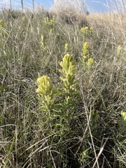 Castilleja citrina