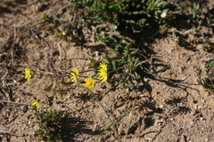 Crassothonna capensis