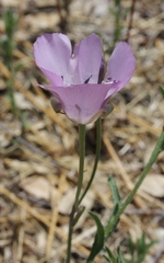 Calochortus splendens