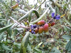 Monnina cestrifolia