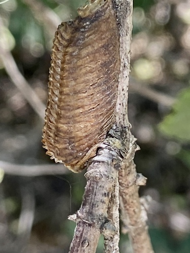 iNaturalist observation photo of Arizona Mantis