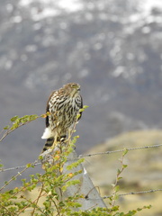 Accipiter chilensis