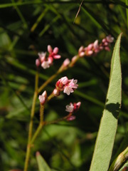 Persicaria hystricula