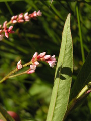 Persicaria hystricula