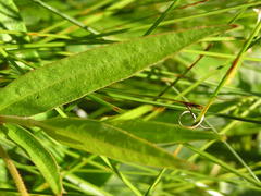 Persicaria hystricula