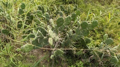 Opuntia rioplatense