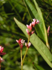 Persicaria hystricula