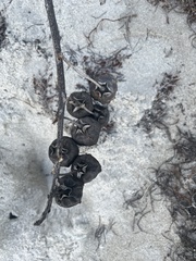 Dalbergia ecastaphyllum