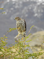 Accipiter chilensis