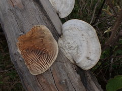 Trametes warnieri