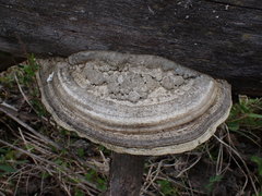 Trametes warnieri