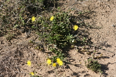 Crassothonna capensis