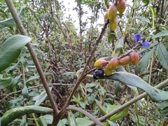 Monnina cestrifolia