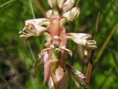 Satyrium cristatum cristatum