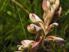 Satyrium cristatum cristatum