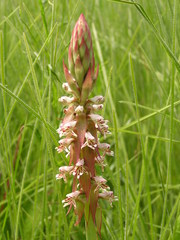 Satyrium cristatum cristatum