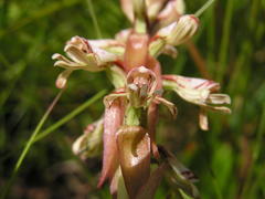 Satyrium cristatum cristatum