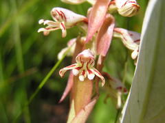 Satyrium cristatum cristatum