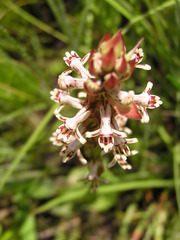 Satyrium cristatum cristatum