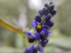 Monnina cestrifolia