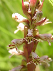 Satyrium cristatum cristatum