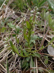 Polygala amarella