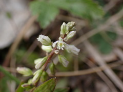Polygala amarella