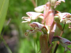 Satyrium cristatum cristatum
